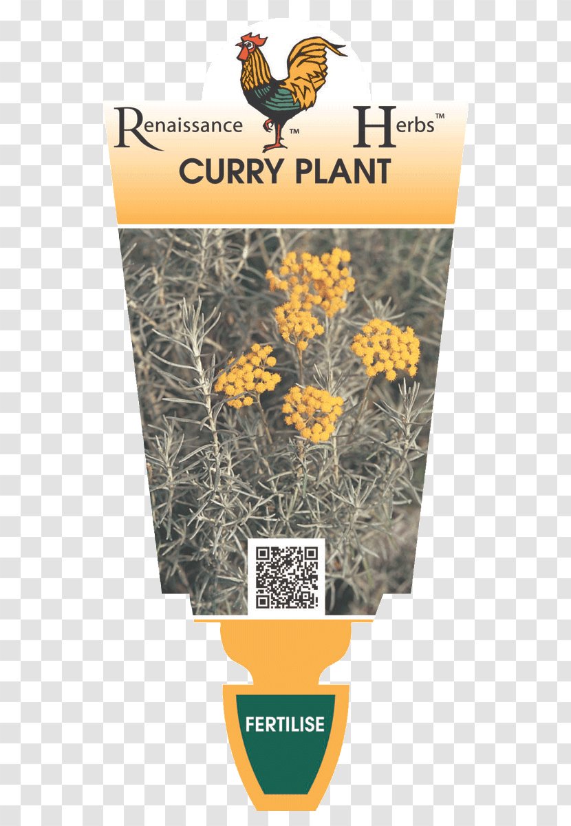 Curry Plant Indian Cuisine Herb Food Transparent PNG