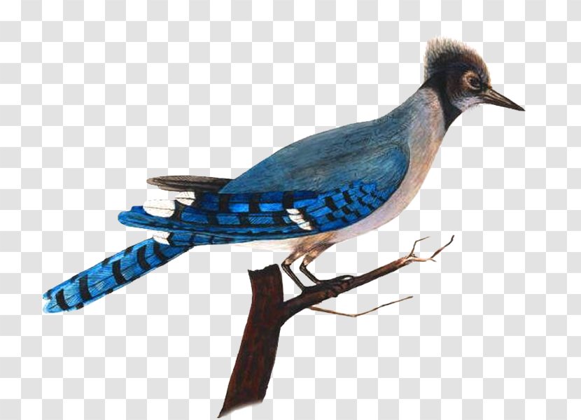 Blue Jay Bird Nest Parrot Animal - Bluebird Transparent PNG