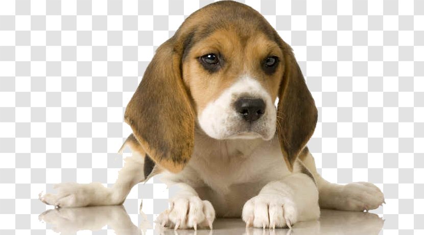 Beagle Dogo Argentino Shar Pei Dogue De Bordeaux Schweizerischer Niederlaufhund - Dog Breed Group Transparent PNG