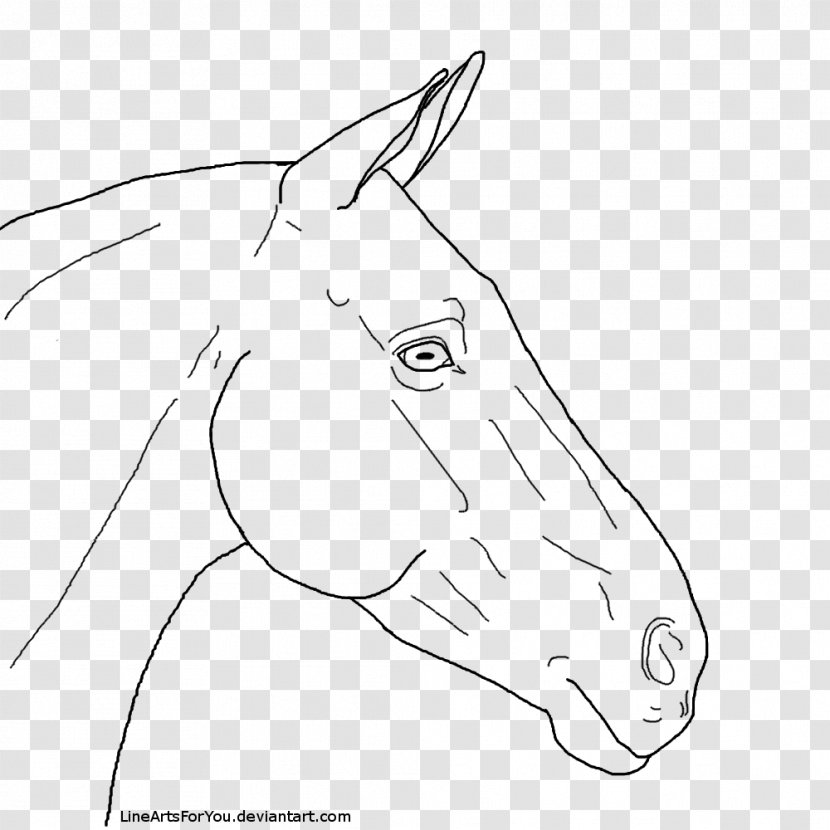 Snout Bridle Mule Halter Mane - Drawing - Head Line Transparent PNG