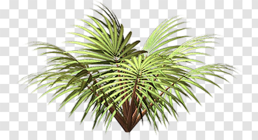Coconut Vegetation Date Palm Flowerpot Leaf - Plant Transparent PNG