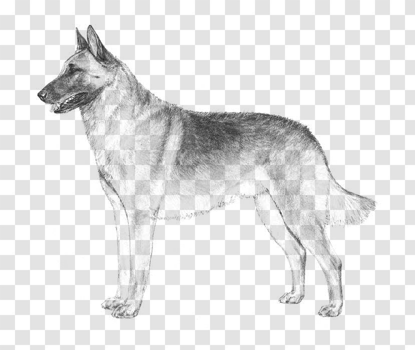 Malinois Dog Belgian Shepherd German Tervuren American Kennel Club - East Siberian Laika - Breeder Transparent PNG