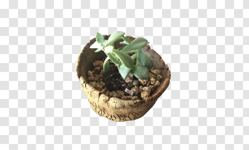Succulent Plant Echeveria Cactaceae - Flowerpot - Watercolor Cactus Transparent PNG
