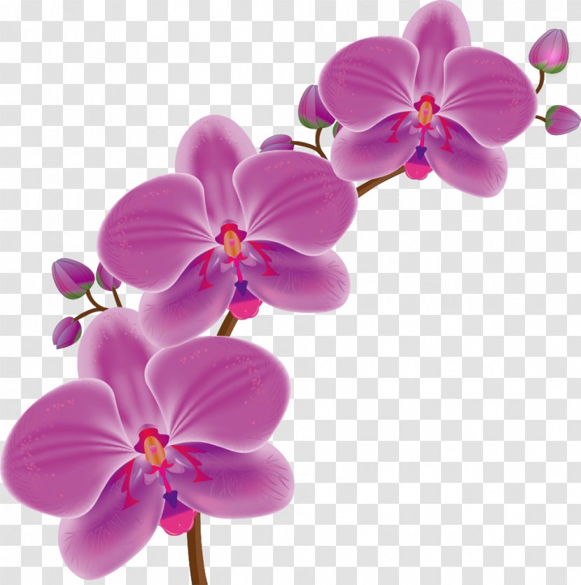 Orchids Drawing Flower - Petal - Vector Cartoon Transparent PNG
