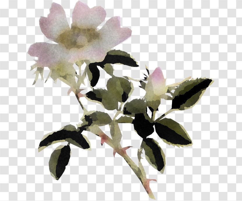 Flower Plant Petal Branch Rose Family - Mock Orange Camellia Sasanqua Transparent PNG