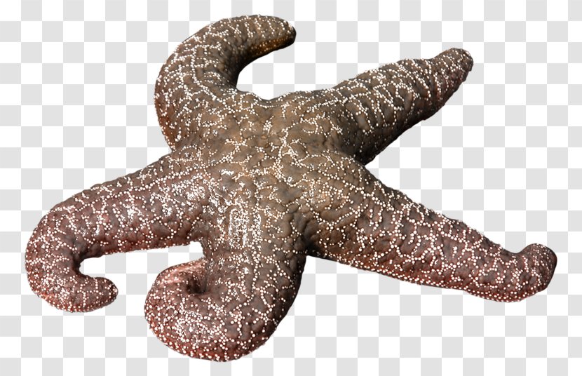 Starfish - Sea - Brown Transparent PNG