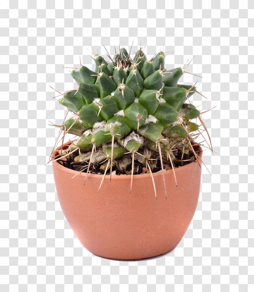 Cactaceae Euclidean Vector Flowerpot - Resource - Potted Cactus Transparent PNG