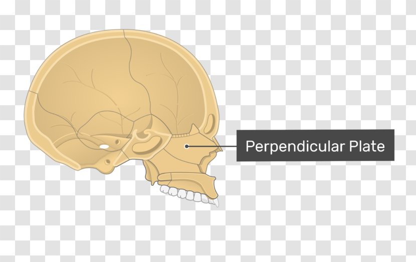 Perpendicular Plate Of Ethmoid Bone A.D.A.M. Interactive Anatomy Vomer - Tree - Skull Transparent PNG