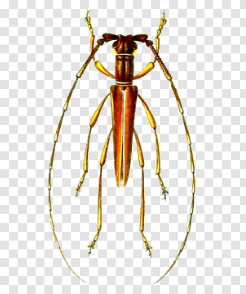 Longhorn Beetle Auxesis Gabonicus Auxesini - Wikispecies Transparent PNG