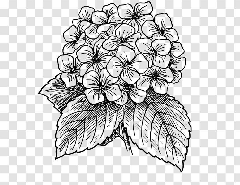 Flower Drawings Line Art - Flowering Plant - Hydrangea Transparent PNG