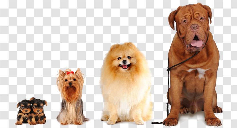 Pet Sitting Beagle Yorkshire Terrier Dog Daycare Breed - Group - And Cat Transparent PNG