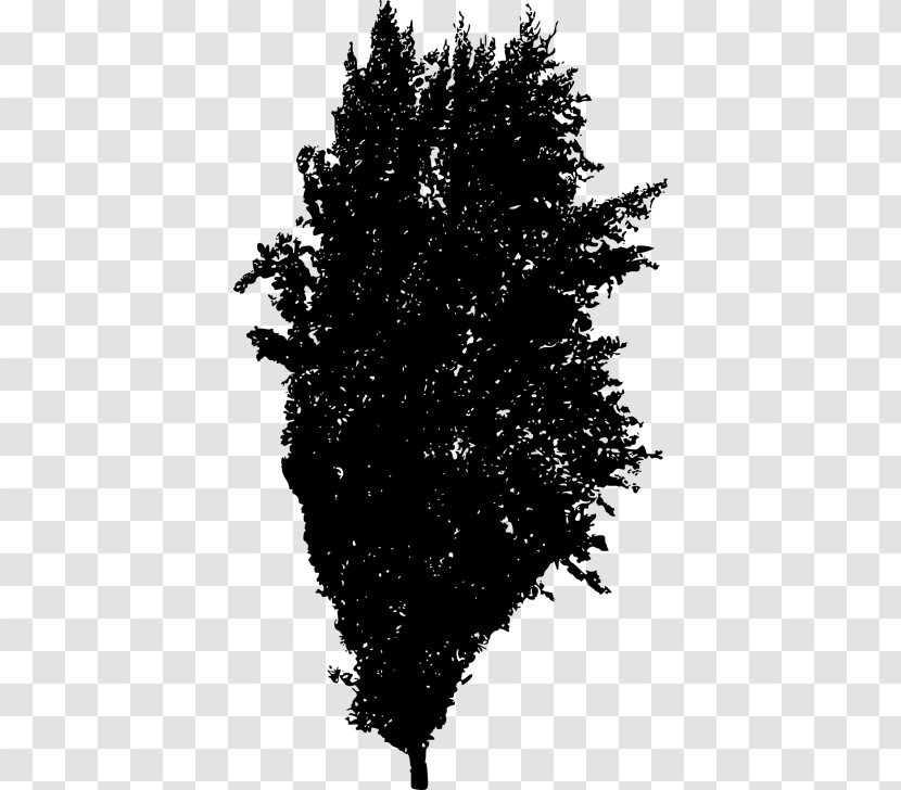 Pine Tree Silhouette - Plant - Cypress Family Evergreen Transparent PNG