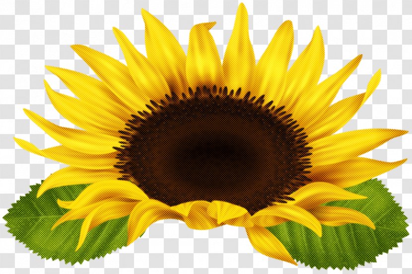 Sunflower - Plant - Vegetarian Food Cuisine Transparent PNG