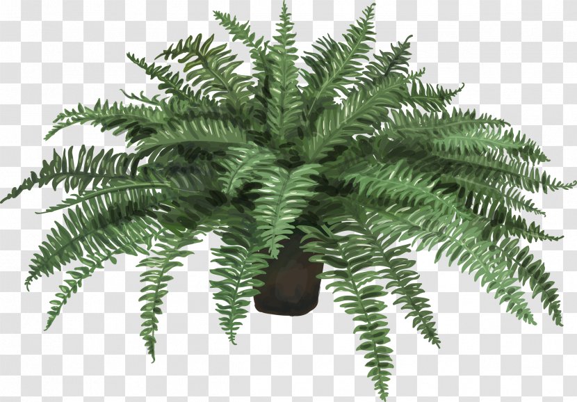 Nephrolepis Exaltata Fern Plant Leaf Artificial Flower - Evergreen - Vector Hand Painted Potted Plants Transparent PNG