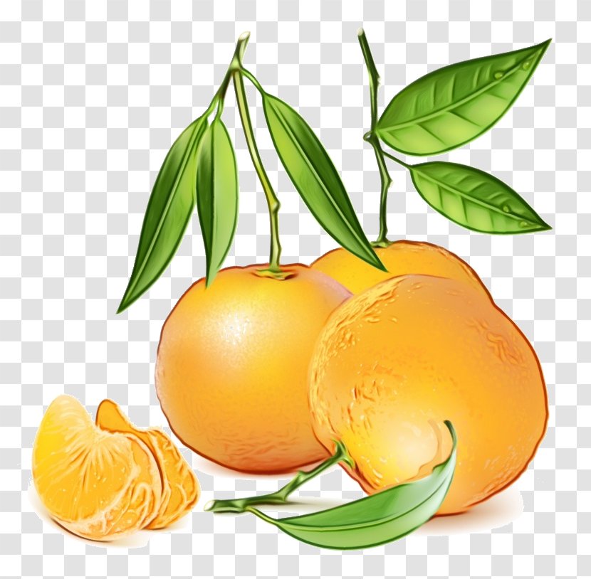 Orange - Watercolor - Vegetarian Food Transparent PNG