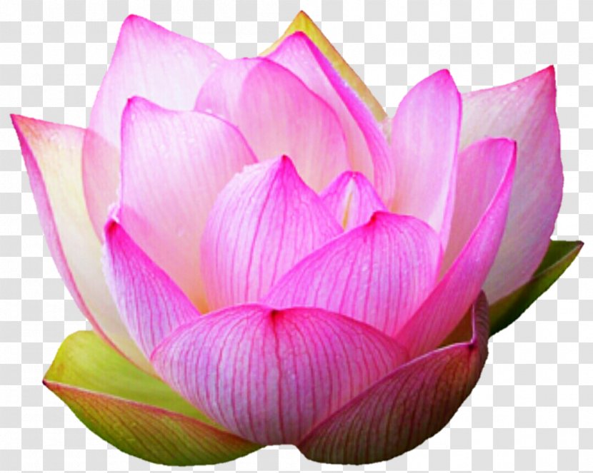 Pink M Close-up Lotus-m - Sacred Lotus - Goldfish Transparent PNG