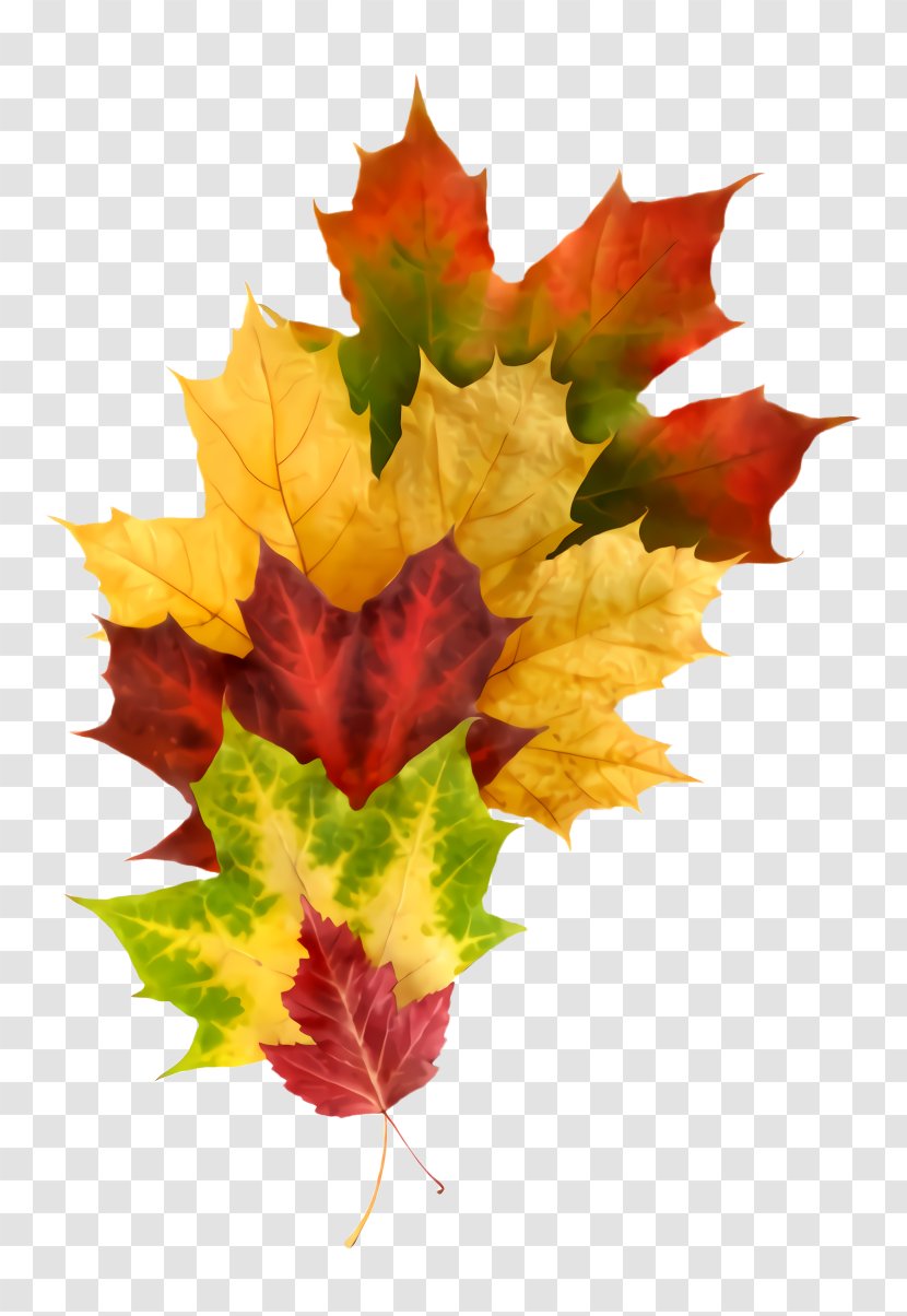 Maple Leaf - Woody Plant - Flowering Deciduous Transparent PNG