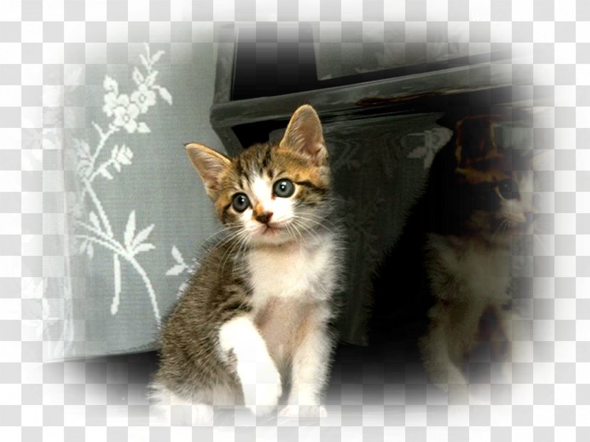 Kitten Aegean Cat Domestic Short-haired Whiskers Feral Transparent PNG