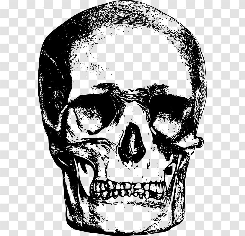Skull Bone Clip Art - Jaw Transparent PNG