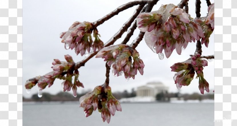 Tidal Basin East Coast Of The United States March 2017 North American Blizzard Northeastern Winter Storm - Cherry Blossoms Transparent PNG