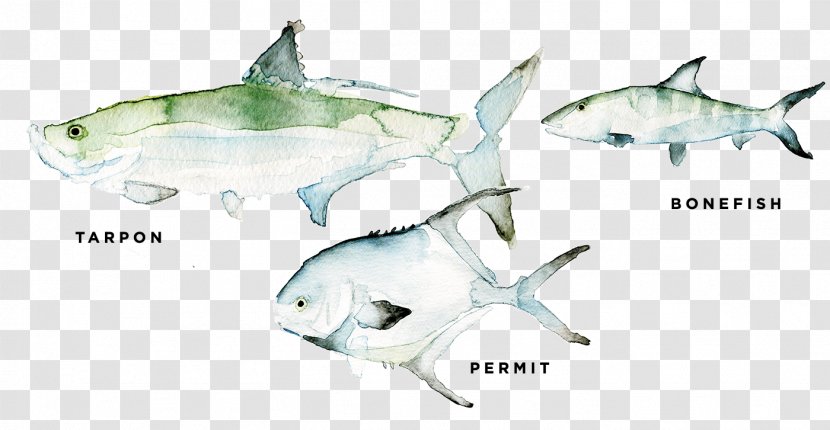 Tiger Shark Squaliform Sharks Marine Biology Ecosystem Transparent PNG