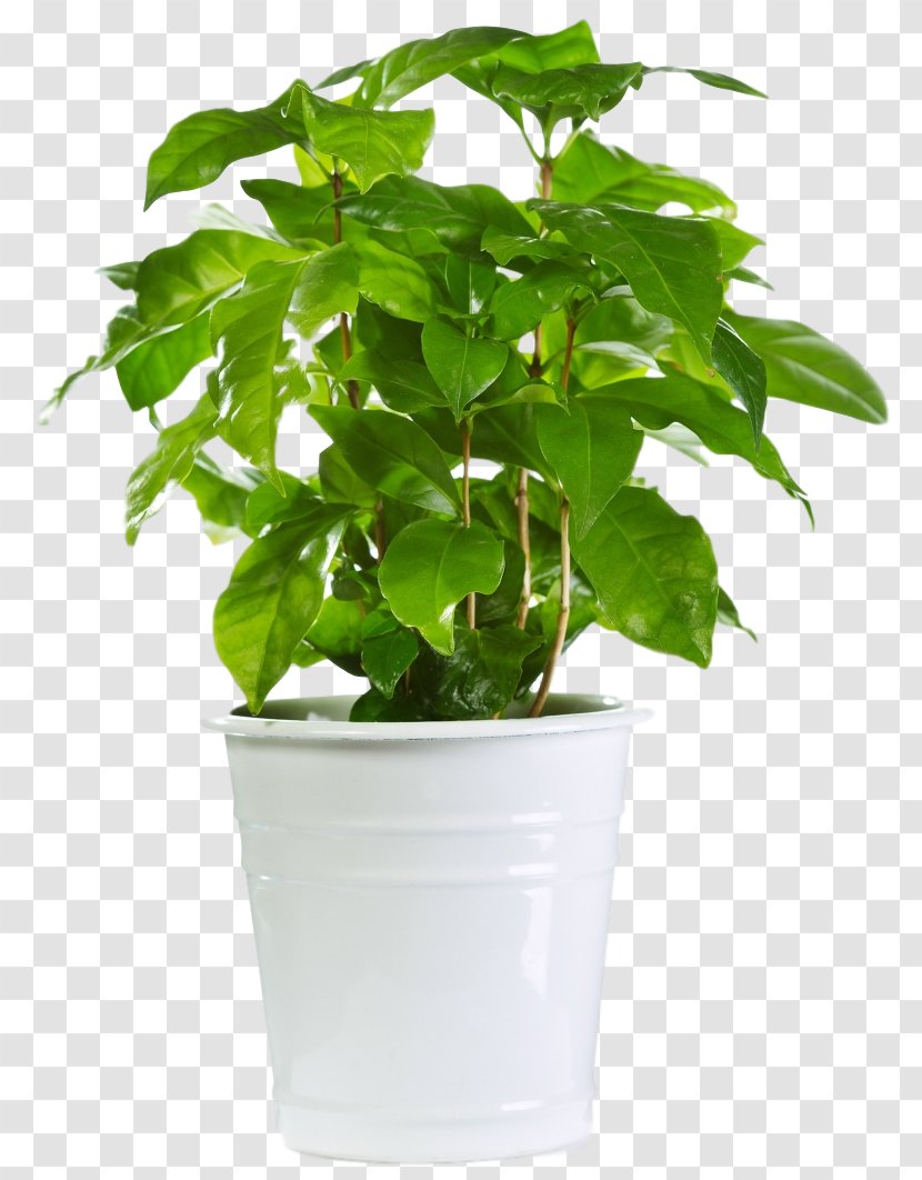 Houseplant Flowerpot Valerian Succulent Plant - Bougainvillea Transparent PNG