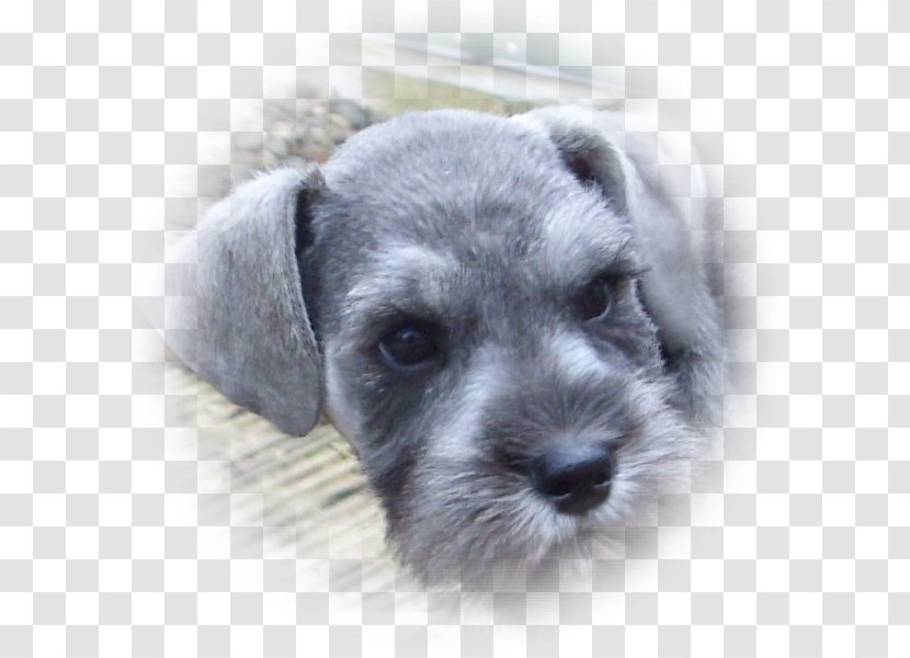 Miniature Schnauzer Schnoodle Standard Lakeland Terrier Puppy - Breed Transparent PNG