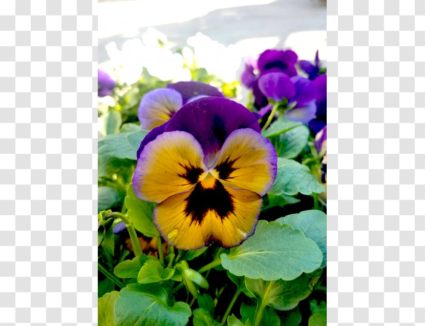 Pansy Viola Violet Annual Plant Petal - Flower Transparent PNG