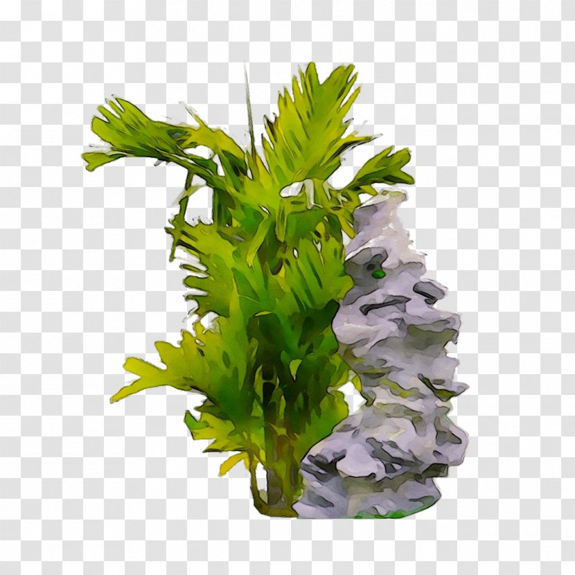 Herb Aquarium - Vascular Plant Transparent PNG