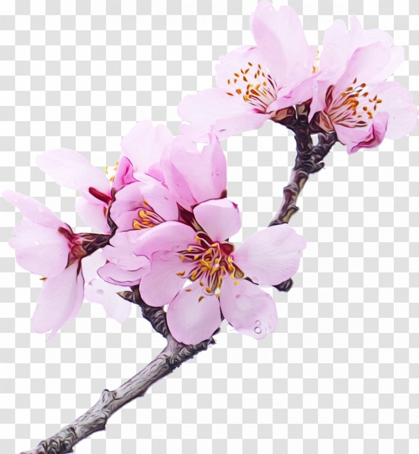 Cherry Blossom - Twig - Spring Transparent PNG