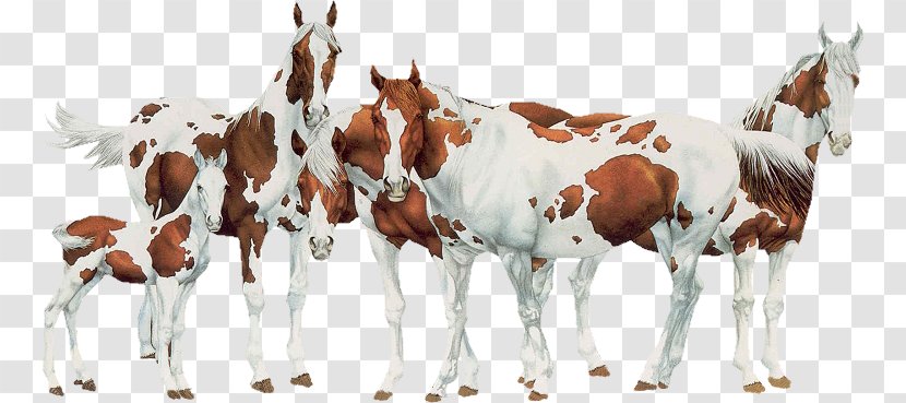 Mare Foal Mustang Stallion Horse Behavior - Pack Animal Transparent PNG