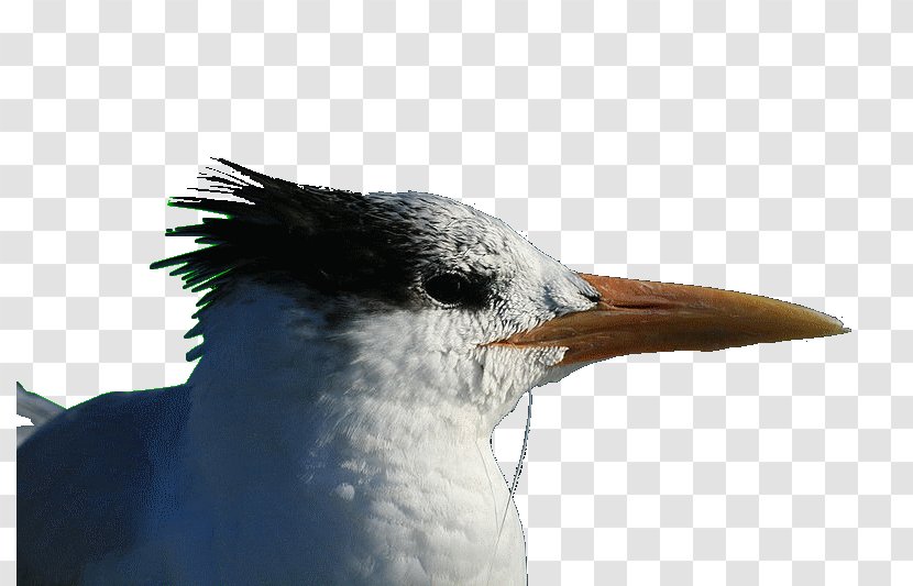 Beak Close-up Seabird Neck Feather - Close Up Transparent PNG