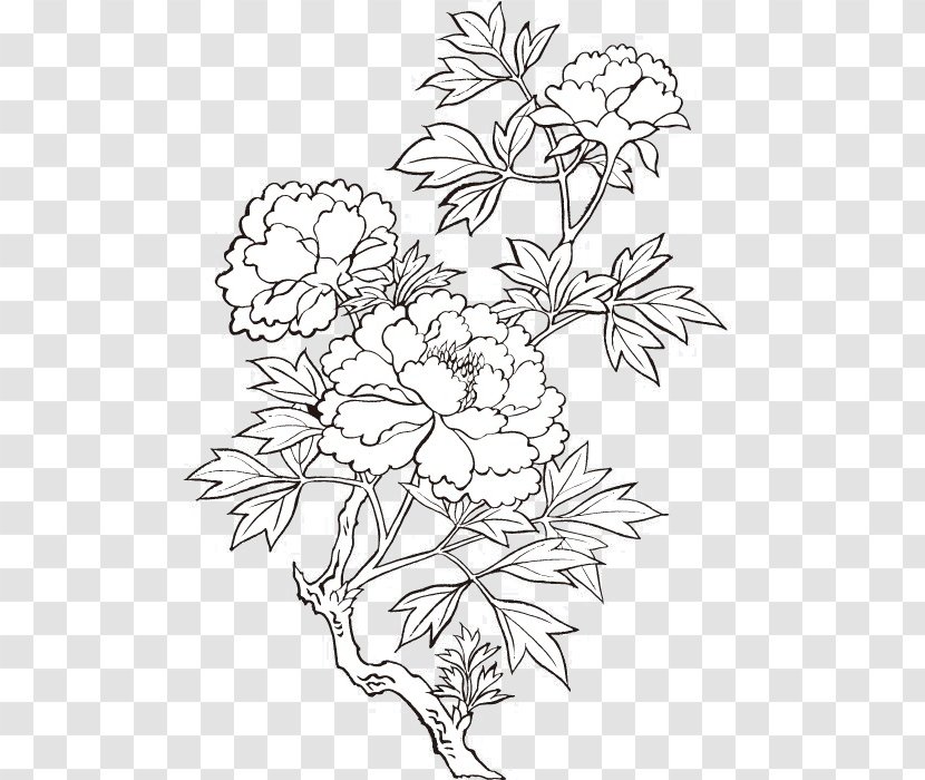 Peony Drawing Flower Painting - Plant - Vector Printing Transparent PNG