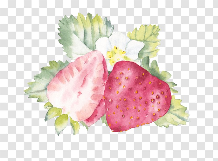 Watercolor Painting Image Drawing - Plant - Flor De Fruta Transparent PNG