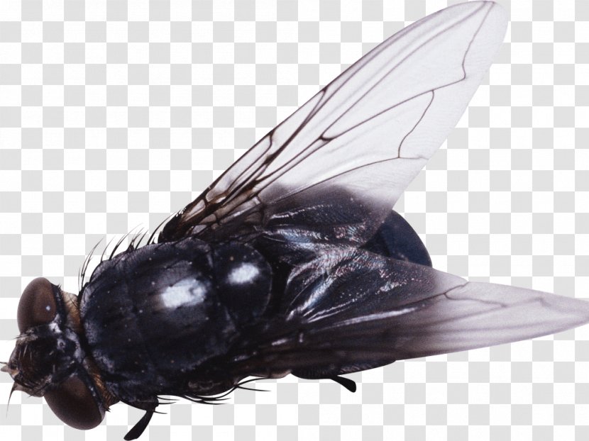 Insect Fly Clip Art - Pest Transparent PNG