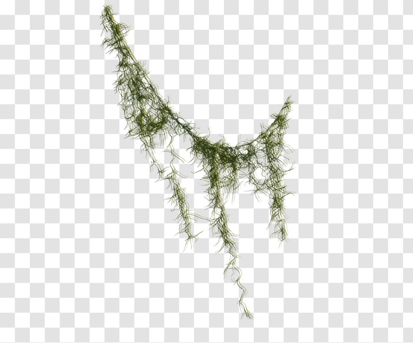 Liana Seaweed Clip Art - Leaf - Algae Transparent PNG
