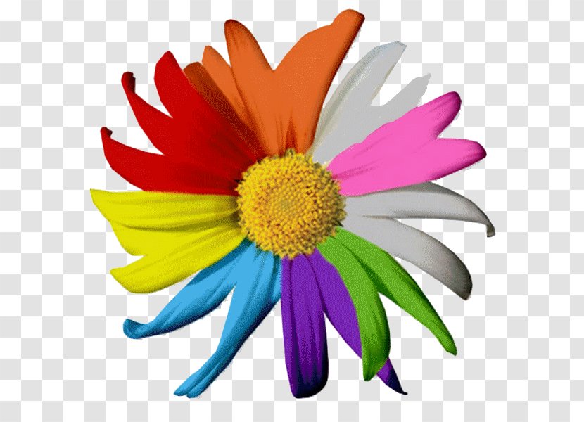 Common Daisy Flower Bouquet Birthday Cut Flowers - Symbolisme Des Fleurs Transparent PNG