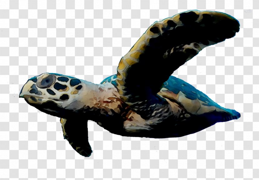 Loggerhead Sea Turtle Tortoise Pond Turtles - Animal Transparent PNG