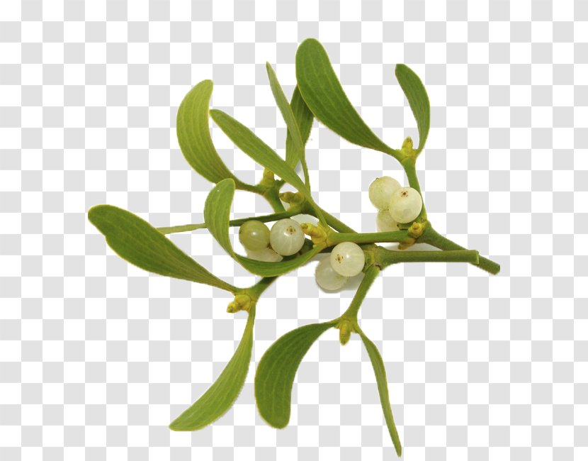 Viscum Album Mistletoe Plants Anthroposophic Medicine Kiss - Grevol Boix Transparent PNG