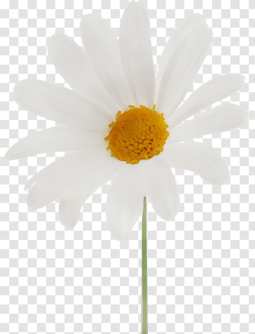 Oxeye Daisy Chrysanthemum Transvaal Daisy Plant Stem Marguerite Daisy Transparent PNG