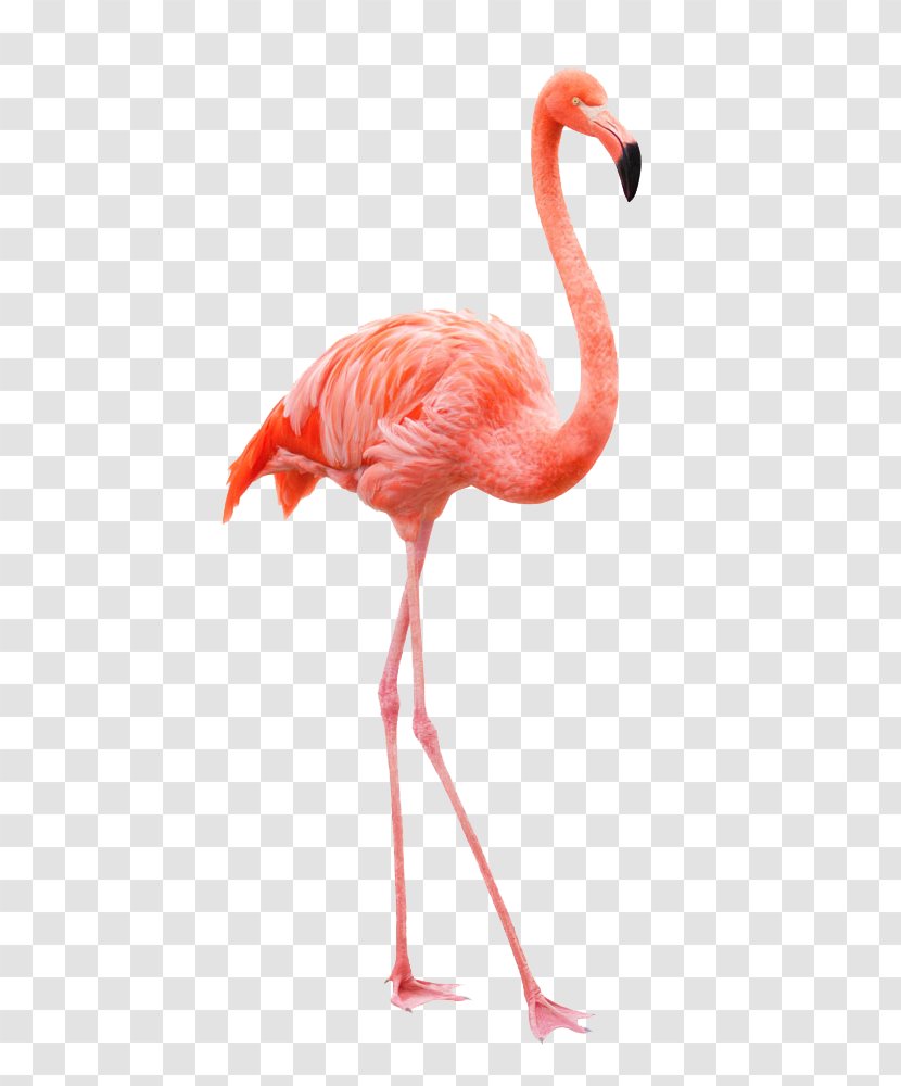 Royalty-free Flamingo Drawing Stock Photography - Painting Transparent PNG