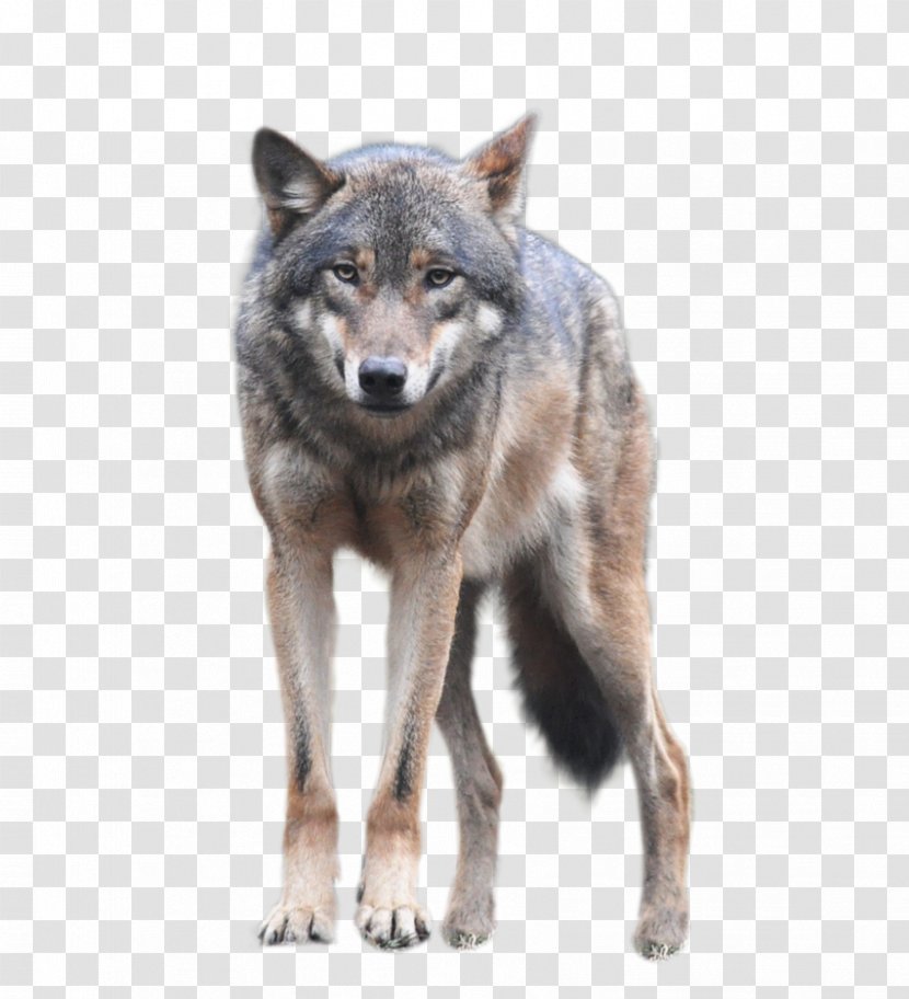 Gray Wolf Clip Art - Canidae Transparent PNG