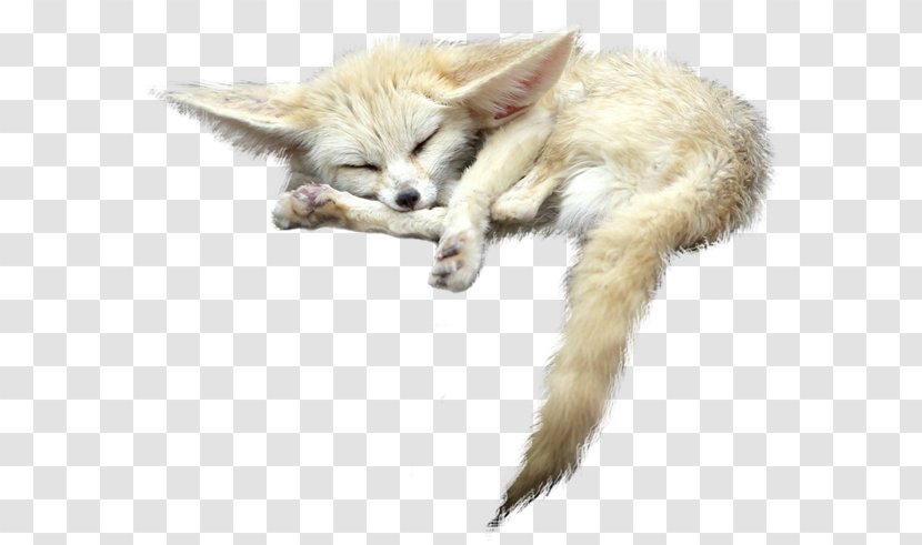 Red Fox Fennec - Whiskers - File Transparent PNG