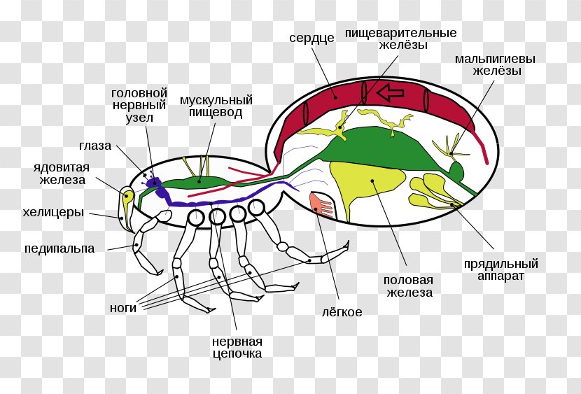 Spider Animal Arthropod Pedipalp Scorpion - Heart - Circulatory System Transparent PNG
