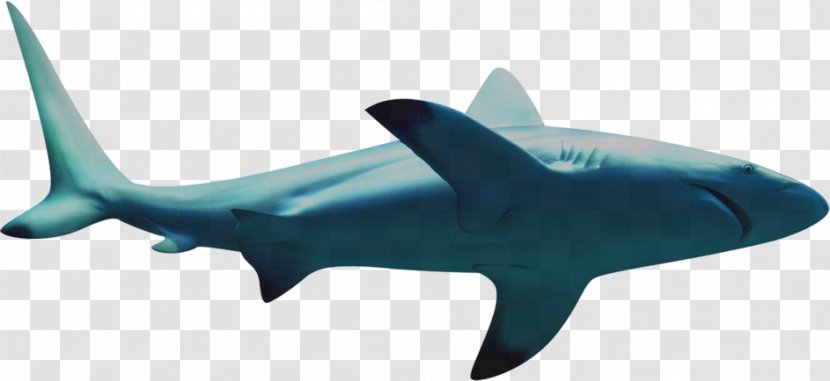 Requiem Shark Icon - Sea Transparent PNG