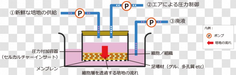 Microbiological Culture Growth Medium Cell 高砂電気工業（株） In Vivo - Paper Transparent PNG