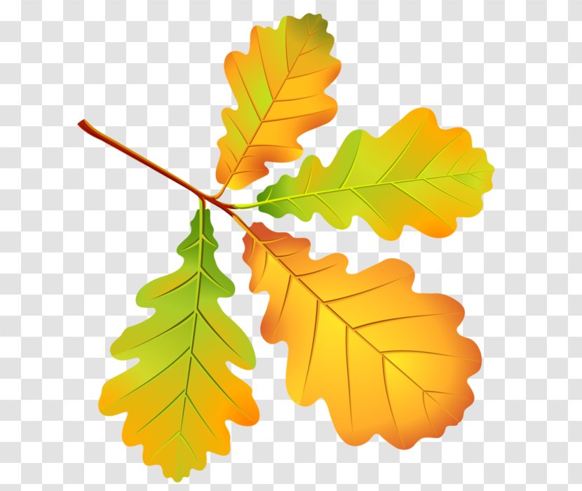 Vector Graphics Autumn Leaves Leaf - Deciduous Transparent PNG