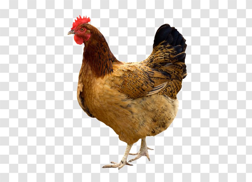 Kadaknath Broiler Giriraja Poultry Chicken As Food - Hen House Transparent PNG