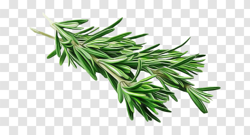 Rosemary Transparent PNG