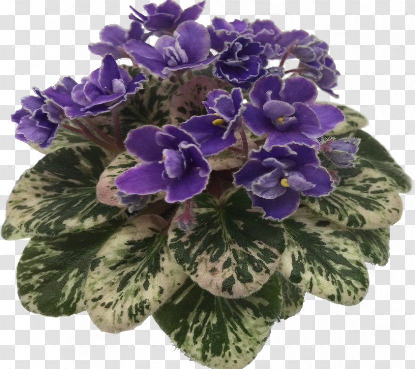 Cut Flowers - Viola - African Violets Transparent PNG